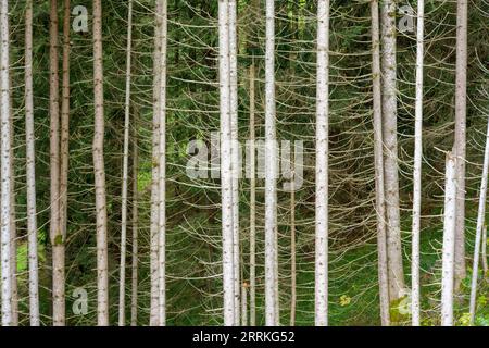 Österreich, Tirol, Zillertal, Wald, Nadelwald. Stockfoto