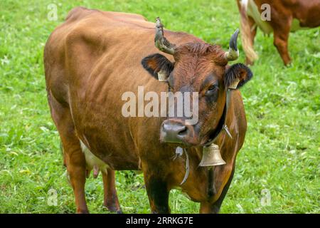 Österreich, Tirol, Zillertal, Kuh auf einer Alm. Stockfoto