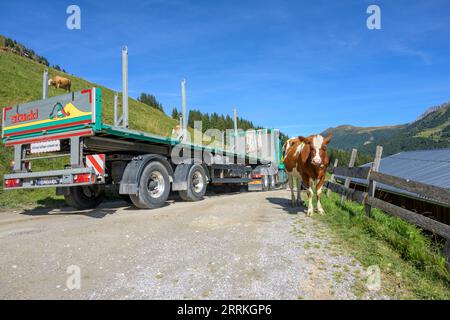 Österreich, Tirol, Zillertal, Lkw auf einer Alm bei Hintertux. Stockfoto