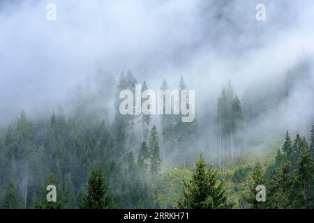 Österreich, Tirol, Zillertal, bewölkter Nadelwald im Hintertuxtal. Stockfoto