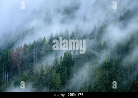 Österreich, Tirol, Zillertal, bewölkter Nadelwald im Hintertuxtal. Stockfoto