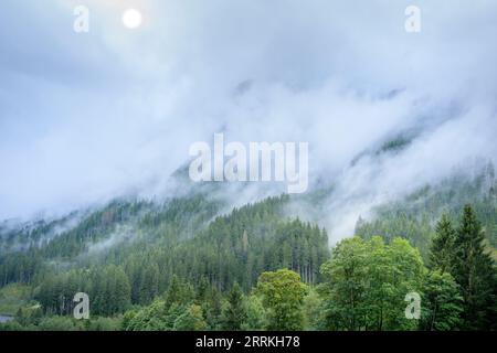 Österreich, Tirol, Zillertal, bewölkter Nadelwald im Hintertuxtal. Stockfoto