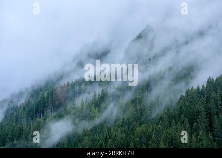 Österreich, Tirol, Zillertal, bewölkter Nadelwald im Hintertuxtal. Stockfoto