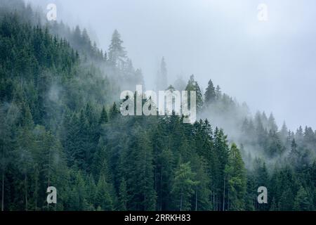 Österreich, Tirol, Zillertal, bewölkter Nadelwald im Hintertuxtal. Stockfoto