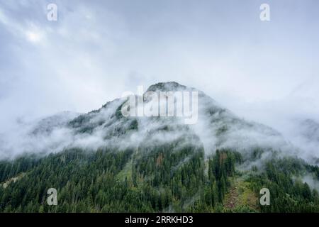 Österreich, Tirol, Zillertal, bewölkter Nadelwald im Hintertuxtal. Stockfoto