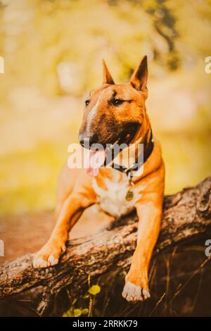 Auf dem Foto lehnt sich an einem sonnigen Sommertag ein fröhlicher Ingwerbullterrier an den Vorderpfoten gegen eine große Baumwurzel. Es zeigt einen Naturspaziergang mit einem BE Stockfoto