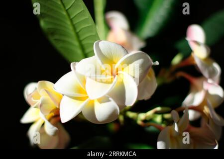 Schöne weiße Blume einer Tempelblume oder Frangipani (Plumeria) Stockfoto