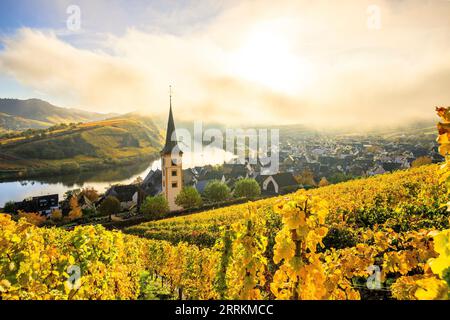 Wunderschöne Landschaft auf der Moselschleife im Herbst, gelbe Herbstfarbe der Weinberge und Weinstöcke in der Nähe der Stadt Bremm, ruhiger nebeliger Sonnenaufgang auf der Mosel in Deutschland Stockfoto