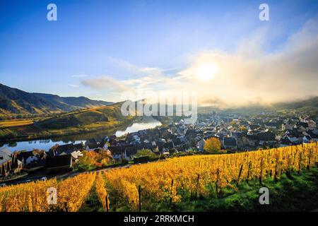 Wunderschöne Landschaft auf der Moselschleife im Herbst, gelbe Herbstfarbe der Weinberge und Weinstöcke in der Nähe der Stadt Bremm, ruhiger nebeliger Sonnenaufgang auf der Mosel in Deutschland Stockfoto