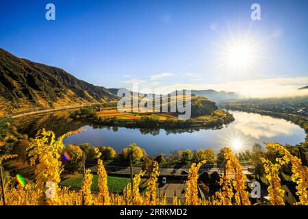 Wunderschöne Landschaft auf der Moselschleife im Herbst, gelbe Herbstfarbe der Weinberge und Weinstöcke in der Nähe der Stadt Bremm, ruhiger nebeliger Sonnenaufgang auf der Mosel in Deutschland Stockfoto