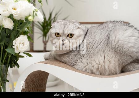 Die flauschige, graue Hauskatze Scottish Fold liegt auf einem Klauenschärfer vor dem Hintergrund einer Blumenvase in einem Wohnhaus. Horizontal Stockfoto