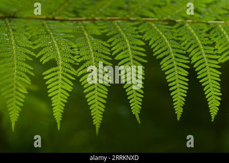 Brackenfarn (Pteridium aquilinum), Nahaufnahme, Naturpark Pfälzerwald, Biosphärenreservat Pfälzerwald-Nordvogesen, Deutschland, Rheinland-Pfalz Stockfoto