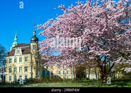 Die Burg Oldenburg ist im Frühjahr mit den Blüten der japanischen Kirsche (Sakura) verziert. Stockfoto