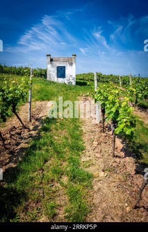 Trullo auf dem alten Feldweg bei Monsheim in Rheinhessen, ein Schutz bei widrigen Witterungsbedingungen, der dem apulischen Trulli nachempfunden ist Stockfoto