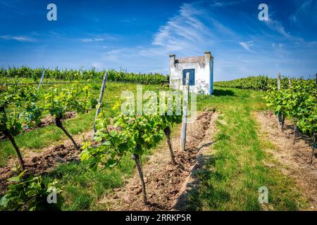 Trullo auf dem alten Feldweg bei Monsheim in Rheinhessen, ein Schutz bei widrigen Witterungsbedingungen, der dem apulischen Trulli nachempfunden ist Stockfoto