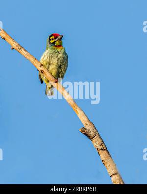 Ein Kupferschmied Barbet thront auf einem Baum Stockfoto