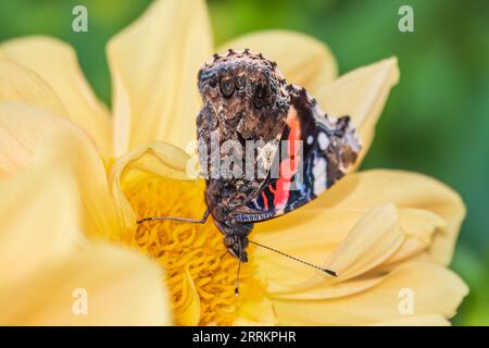 Indischer roter Admiral-Schmetterling sammelt Nektar auf einer gelben Blumennaht. Vanessa vulcania Stockfoto