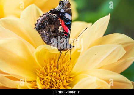 Indischer roter Admiral-Schmetterling sammelt Nektar auf einer gelben Blumennaht. Vanessa vulcania Stockfoto