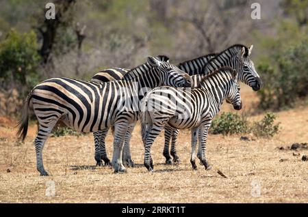 220919 -- MPUMALANGA, 19. September 2022 -- Foto aufgenommen am 17. September 2022 zeigt Zebras im Krüger Nationalpark, Mpumalanga, Südafrika. Der Kruger-Nationalpark ist eines der größten Wildreservate Afrikas. Auf einer Fläche von 19.485 Quadratkilometern im Nordosten Südafrikas beherbergt der Park eine beeindruckende Anzahl von Arten. SÜDAFRIKA-MPUMALANGA-KRUGER-NATIONALPARK ZHANGXYUDONG PUBLICATIONXNOTXINXCHN Stockfoto