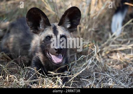 220919 -- MPUMALANGA, 19. September 2022 -- Foto aufgenommen am 17. September 2022 zeigt einen afrikanischen Wildhund im Kruger-Nationalpark, Mpumalanga, Südafrika. Der Kruger-Nationalpark ist eines der größten Wildreservate Afrikas. Auf einer Fläche von 19.485 Quadratkilometern im Nordosten Südafrikas beherbergt der Park eine beeindruckende Anzahl von Arten. SÜDAFRIKA-MPUMALANGA-KRUGER-NATIONALPARK ZHANGXYUDONG PUBLICATIONXNOTXINXCHN Stockfoto