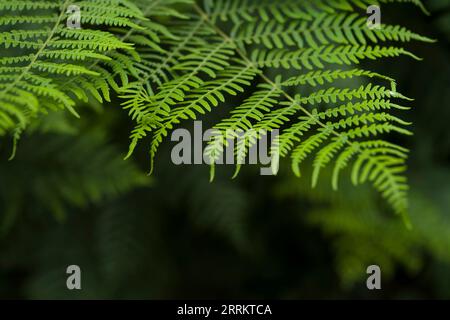 Brackenfarn (Pteridium aquilinum), Nahaufnahme, Naturpark Pfälzerwald, Biosphärenreservat Pfälzerwald-Nordvogesen, Deutschland, Rheinland-Pfalz Stockfoto