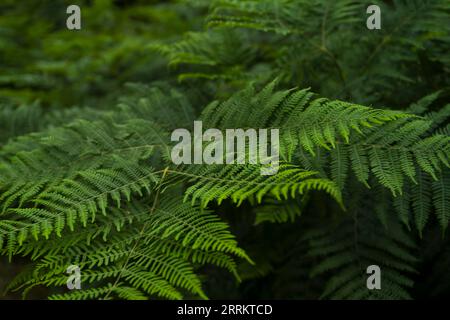 Adlerfarn (Pteridium aquilinum), Naturpark Pfälzerwald, Biosphärenreservat Pfälzerwald-Nordvogesen, Deutschland, Rheinland-Pfalz Stockfoto