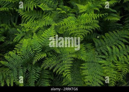 Adlerfarn (Pteridium aquilinum) bedeckt den Waldboden im Naturpark Pfälzerwald, Biosphärenreservat Pfälzerwald-Nordvogesen, Deutschland, Rheinland-Pfalz Stockfoto