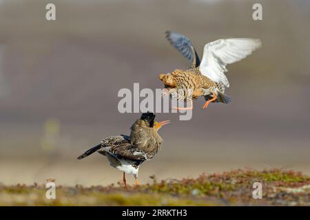 Fighting Ruff (Philomachus pugnax) Männchen auf dem Paarungsgebiet der Varanger-Halbinsel, Norwegen Stockfoto