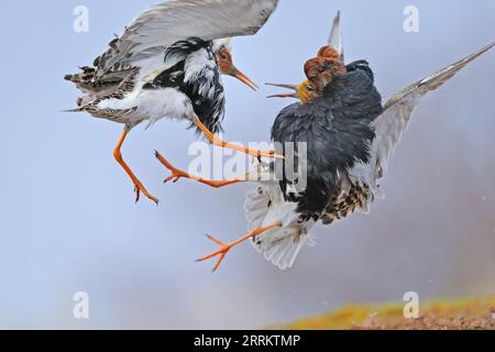 Fighting Ruff (Philomachus pugnax) Männchen auf dem Paarungsgebiet der Varanger-Halbinsel, Norwegen Stockfoto