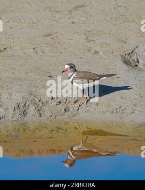 Dreibänderer Plover (Charadrius tricollaris), Kapstadt, Südafrika, Afrika Stockfoto