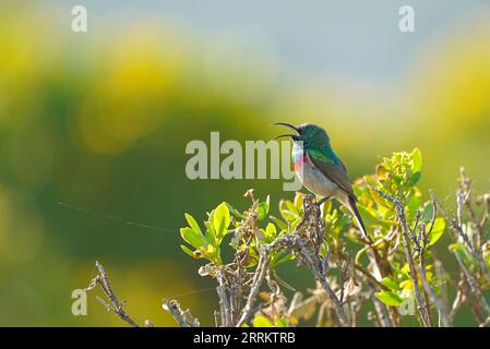 Südlicher Doppelhalssonnenvogel (Cinnyris chalybeus), Hermanus, Südafrika, Afrika Stockfoto