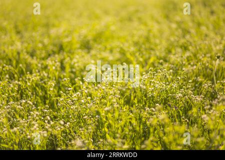 Ein gelbes Feld mit einem Melilotus, bekannt als Melilot, Süßklee und Kumoniga. Honigpflanze Europas. Stockfoto