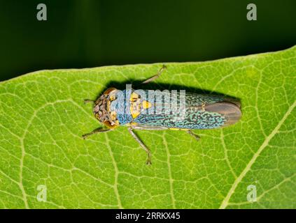 Breiter Scharfschütze (Oncometopia orbona) auf einem Blatt, Makro mit Seitenansicht und Kopierbereich. Einheimisch in den tropischen Regionen der USA und Mexiko. Stockfoto