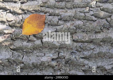 Baumrindenhintergrund mit goldgelbem Herbstblatt in der linken oberen Ecke Stockfoto