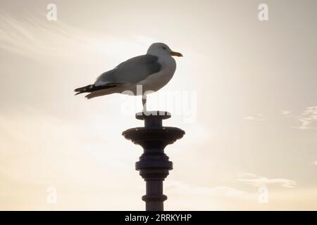 England, Sussex, East Sussex, Eastbourne, Eastbourne Beach, Möwe steht auf der Säule Stockfoto