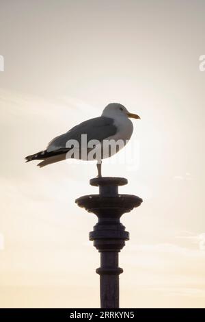 England, Sussex, East Sussex, Eastbourne, Eastbourne Beach, Möwe steht auf der Säule Stockfoto