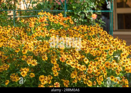 Blühende Knospen von Helenium-Blüten auf einem Blumenbeet im Garten. Cottage, Garten, Blumen. Stockfoto