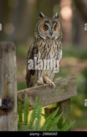 Langohreule (Asio otus) sitzt aufmerksam, zeigt markante Ohrbüschel und auffällige orangefarbene Augen bei natürlichem Tageslicht. Stockfoto