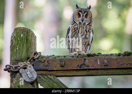 Langohreule (Asio otus) ruht mit ausgezeichneter Tarnung und unterstreicht die Schönheit dieses schwer fassbaren nachtaktiven Raubvogels. Stockfoto