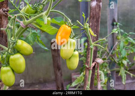 Grüne und gelbe Tomaten Reifen auf Zweigen in einem Gewächshaus. Cottage, Garten, Gemüseanbau. Stockfoto