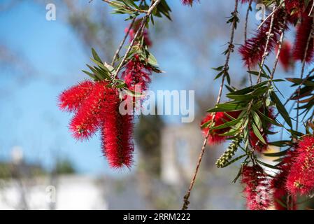 In einem Park in Tanger, Marokko, blühen Strauchblüten Stockfoto