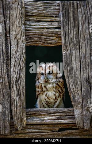 Rauhfußkauz (Strix aluco) sitzt aufmerksam da, zeigt sein sattbraunes Gefieder und dunkle ausdrucksstarke Augen im natürlichen Tageslicht. Stockfoto