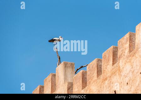 Ein Storch, der auf einem trockenen Baum über den historischen Chellah-Ruinen in Rabat, Marokko, sitzt Stockfoto