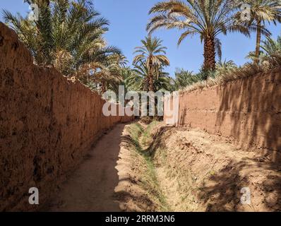 Wandern Sie durch eine landschaftlich reizvolle Landschaftslandschaft im wunderschönen Draa-Tal, Palmenhaine rund um den Wanderweg, Marokko Stockfoto