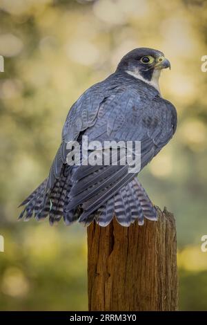 Portrait eines Wanderfalken (Falco peregrinus), ein einheimischer britischer Raubvogel mit scharfem Sehvermögen und hakigem Schnabel. Stockfoto