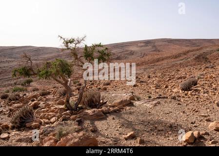 Ein Baum, der die Dürre in der Steinwüste des Antiatlasgebirges bei Amtoudi in Marokko überlebt hat Stockfoto