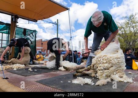 221002 -- CANBERRA, 2. Oktober 2022 -- Menschen scheren Schafe während des irischen Woolfests in der Stadt Boorowa in Australien, 2. Oktober 2022. Foto: /Xinhua AUSTRALIA-BOOROWA-IRISH WOOLFEST ChuxChen PUBLICATIONxNOTxINxCHN Stockfoto