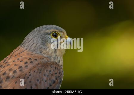 Turmfalken (Falco tinnunculus) Porträt eines einheimischen britischen Falken mit charakteristischen Markierungen, hakigem Schnabel und scharfen Krallen. Stockfoto