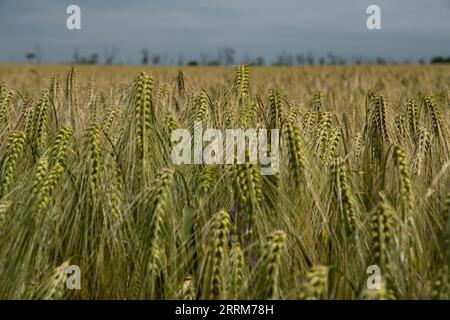 Weizenfeld Nahaufnahme. Die Stacheln schwingen im Wind. Das Konzept des Ernteanbaus. Reifung von Weizenkörnern für Mehl, Brot, Erzeugnisse Stockfoto