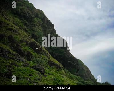 Lanyu, Taiwan. September 2023. Drei Ziegen auf dem Berg von auf Orchideeninsel gesehen. Die Orchideeninsel (Lanyu) ist eine vulkanische Insel außerhalb von Taitung und wird als Pongso no Tao („Insel der Menschen“) bezeichnet. Die Insel war die Heimat der Aborigines, der Tao. Seit prähistorischen Zeiten und ist heute ein beliebter Touristenort für diejenigen, die vom Festland fliehen wollen. (Credit Image: © Jasmine Leung/SOPA Images via ZUMA Press Wire) NUR REDAKTIONELLE VERWENDUNG! Nicht für kommerzielle ZWECKE! Stockfoto